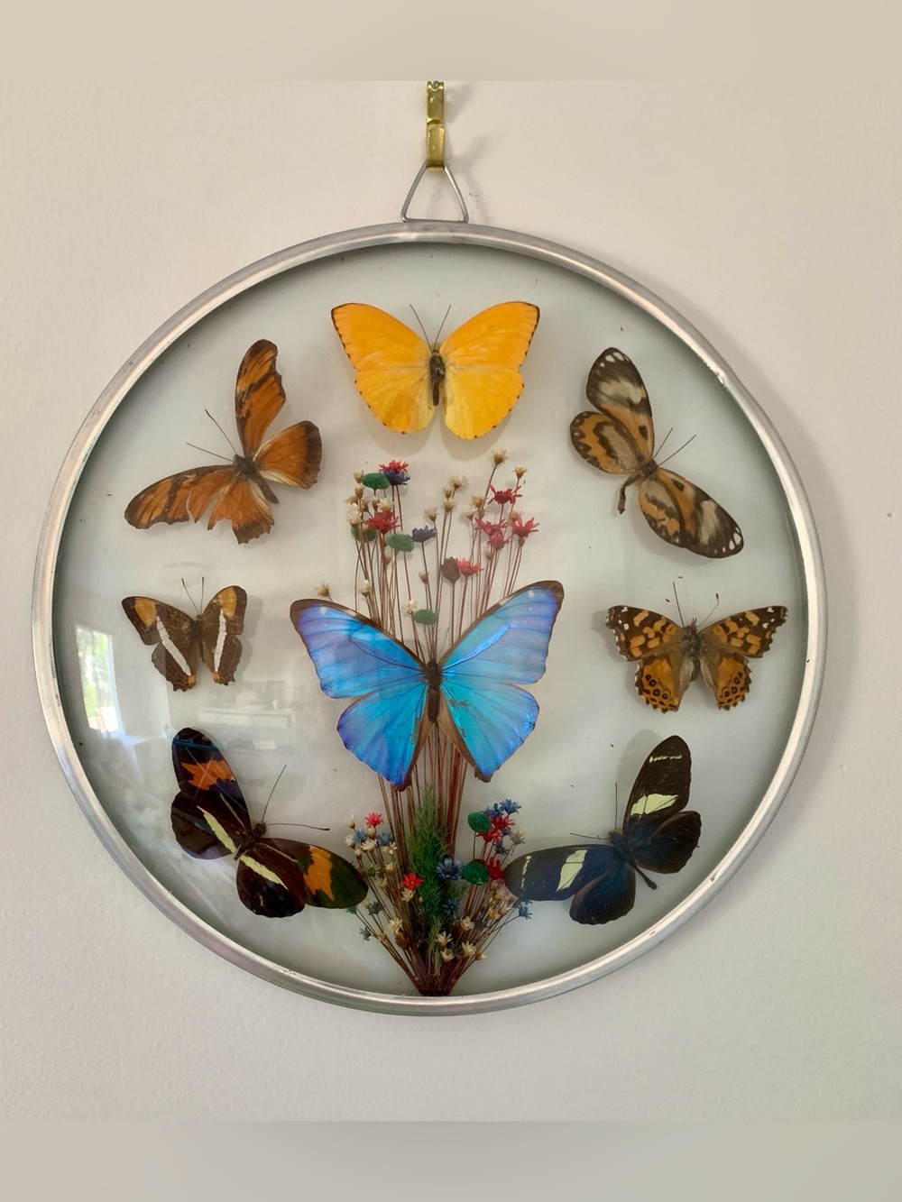 Vintage Butterfly Taxidermy Framed Brazil